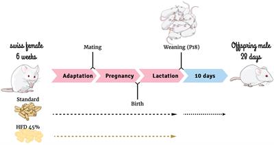 Maternal consumption of a high-fat diet modulates the inflammatory response in their offspring, mediated by the M1 muscarinic receptor